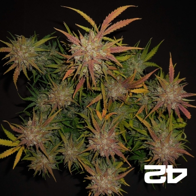 Lemon AK Auto - Fast Buds American Auto - GB