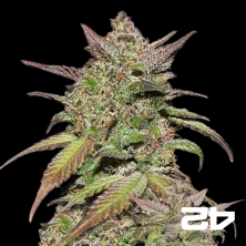 View Smoothie Auto by Fast Buds Seeds Auto - GB