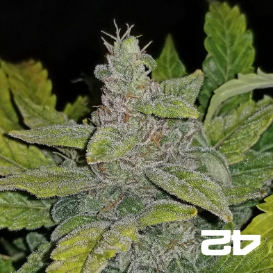 CBD Auto 1:1 (CBD Crack) Fast Buds autoflowering seeds -GB
