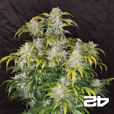 CBD Auto 1:1 (CBD Crack) Fast Buds autoflowering seeds -GB
