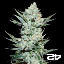 View Tangie Auto by Fast Buds American Auto - GB