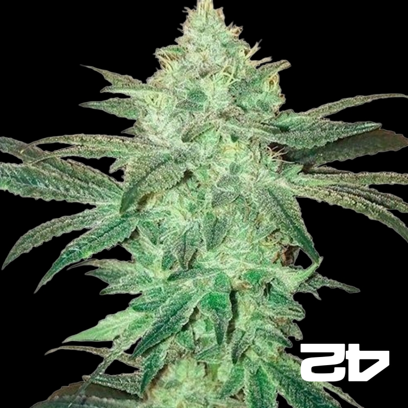 View Stardawg Auto by Fast Buds Auto Seeds - GB