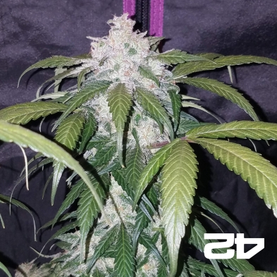Pineapple Express by Fast Buds Auto - GB