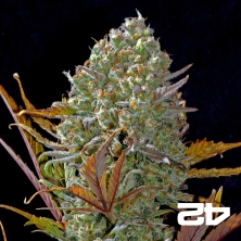 Pineapple Express by Fast Buds Auto - GB