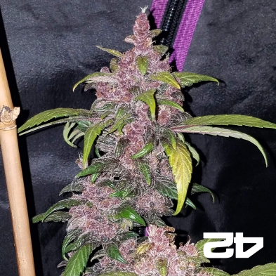 LSD-25 by Fast Buds American Auto -GB