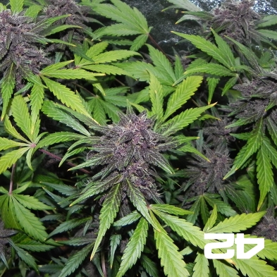LSD-25 by Fast Buds American Auto -GB