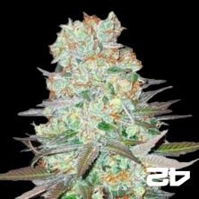 View G-14 Autoflowering Feminized by Fast Buds -GB