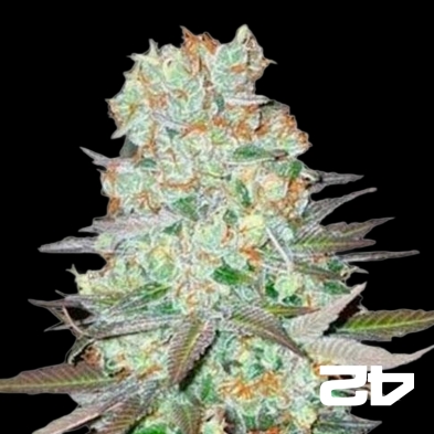 G-14 Autoflowering Feminized by Fast Buds -GB