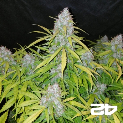 Californian Snow Auto fem. by Fast Buds - GB