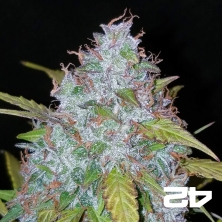 Californian Snow Auto fem. by Fast Buds - GB