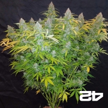 Californian Snow Auto fem. by Fast Buds - GB