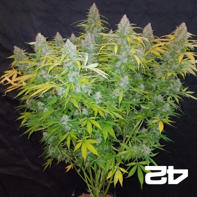 Californian Snow Auto fem. by Fast Buds - GB