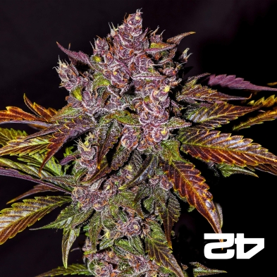Black Berry Auto feminized Fast Buds - GB