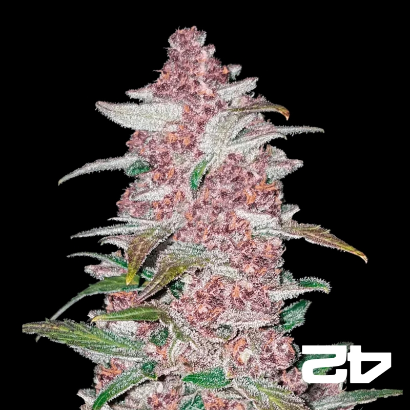 Black Berry Auto feminized Fast Buds - GB