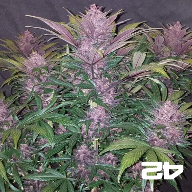 Black Berry Auto feminized Fast Buds - GB