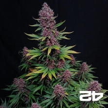 Ztrawberriez Auto by Fast Buds - GB The Green Brand