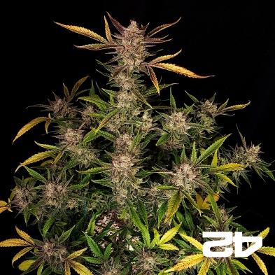 Ztrawberriez Auto by Fast Buds - GB The Green Brand