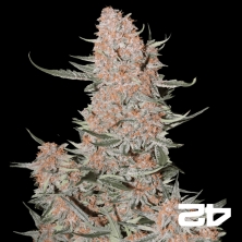 View Ztrawberriez Auto by Fast Buds - GB The Green Brand