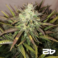 View Gorilla Auto feminized Fast Buds Seeds - GB