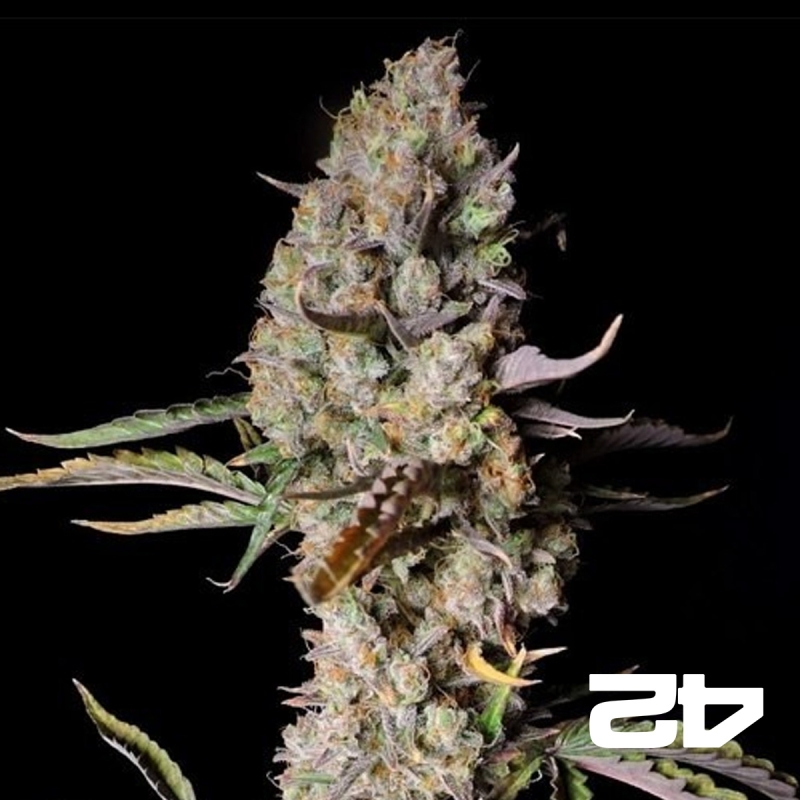 View Gorilla Zkittlez Auto Fast Buds - GB The Green Brand
