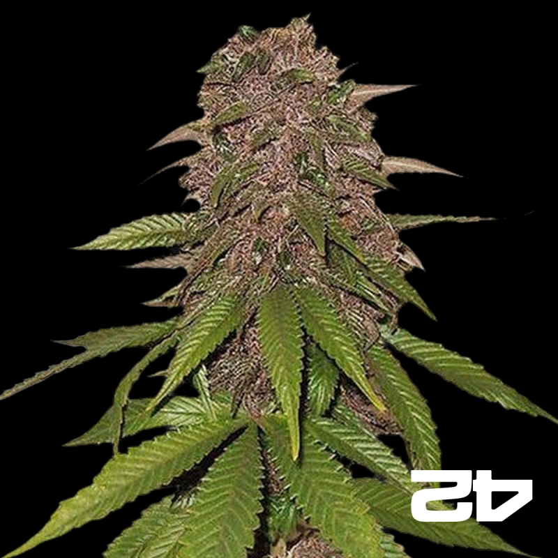View C4 Autoflowering feminized Fast Buds - GB