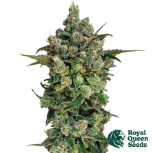View Dark Matter Cake F1 | XXXL Harvests - Royal Queen Seeds