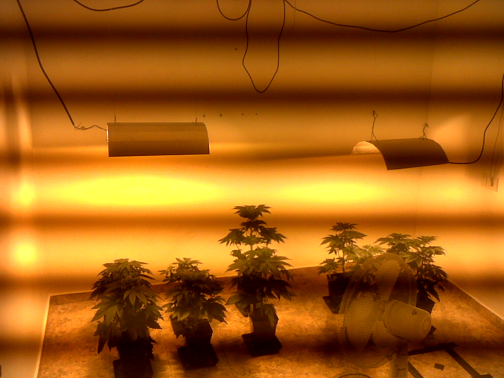 Grow Guides