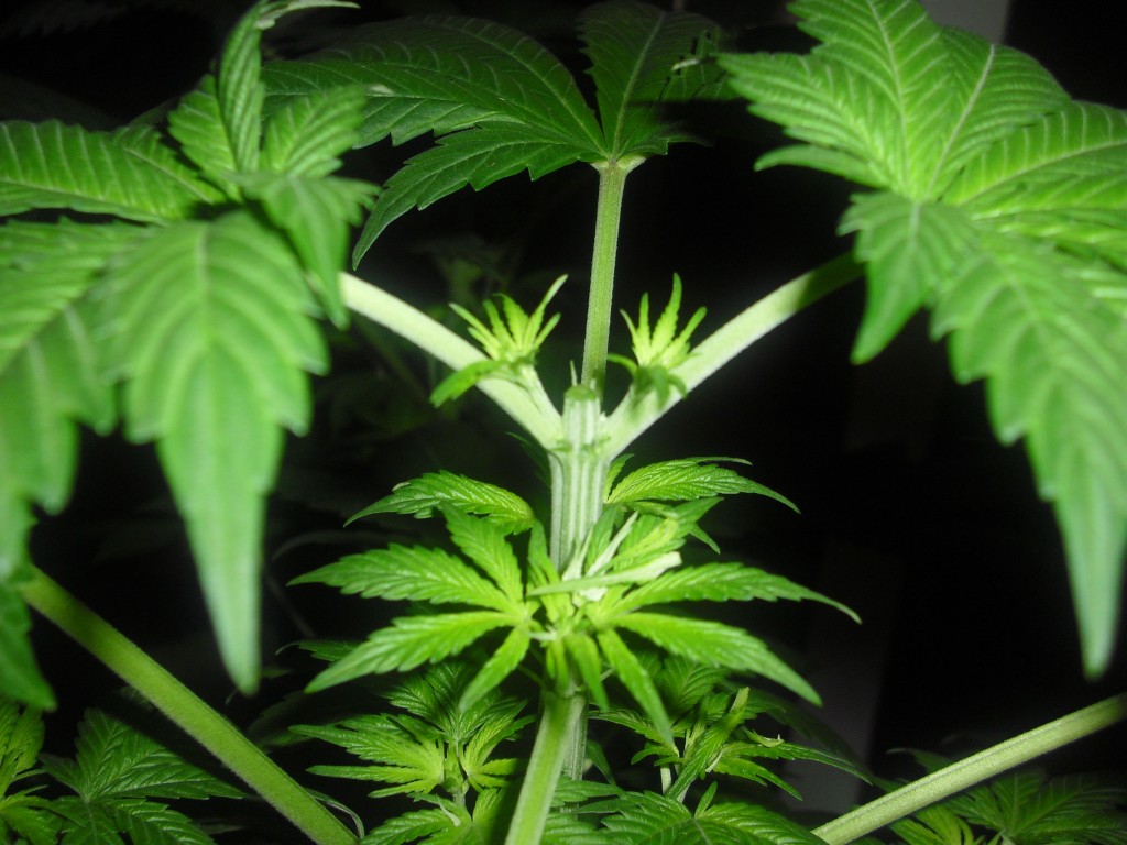 Topping Cannabis Plants | Why, When and How to Top