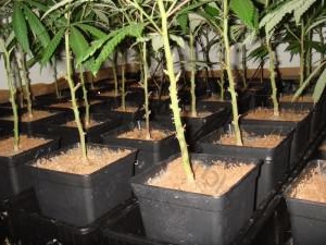 Two Useful Pruning Techniques Two Useful Pruning Techniques