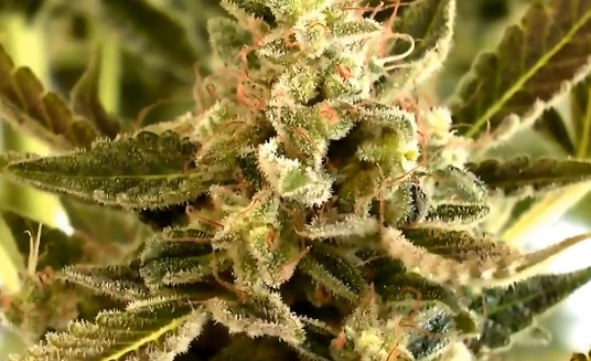 Grow Guides Grow Guides