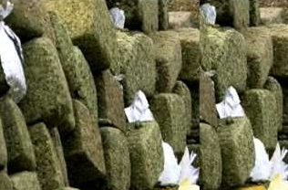 Is it possible to overdose on cannabis?