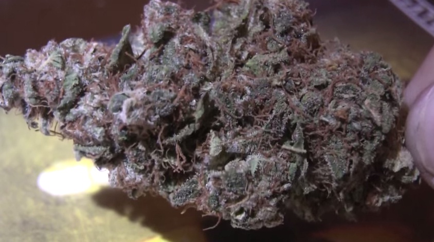 Cannabis news Cannabis news