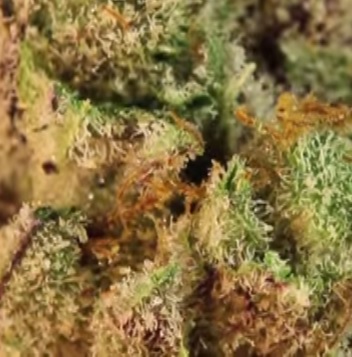 What are Cannabis Trichomes? What are Cannabis Trichomes?