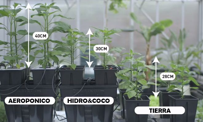 Aeroponics