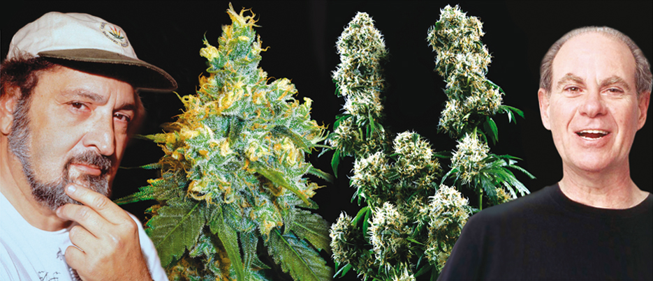 Cannabis news Cannabis news