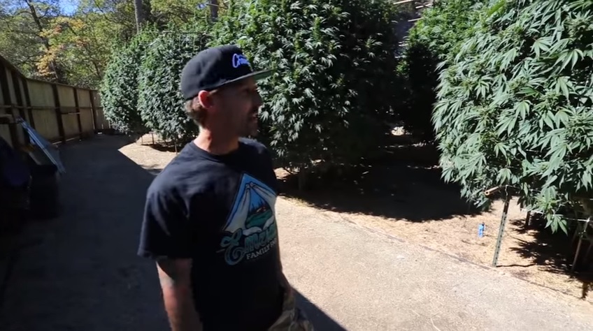 Cannabis news Cannabis news