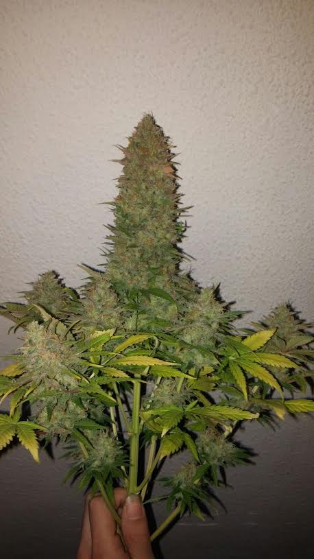How to Increase Marijuana Plant Yield How to Increase Marijuana Plant Yield