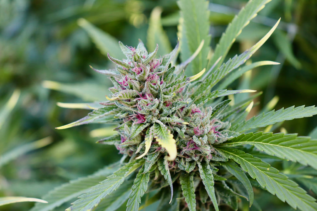 When do cannabis plants Ffower? - Growbarato