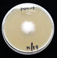 Fusarium Fungi and Cannabis Plants