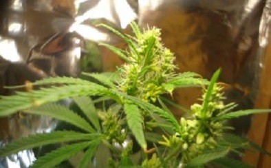 How to Feminize Seeds How to Feminize Seeds