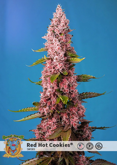 Cannabis news Cannabis news