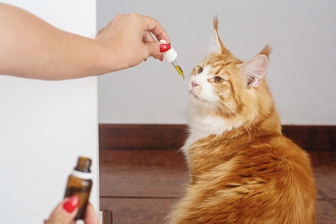 CBD for Pets, is it effective? CBD for Pets, is it effective?