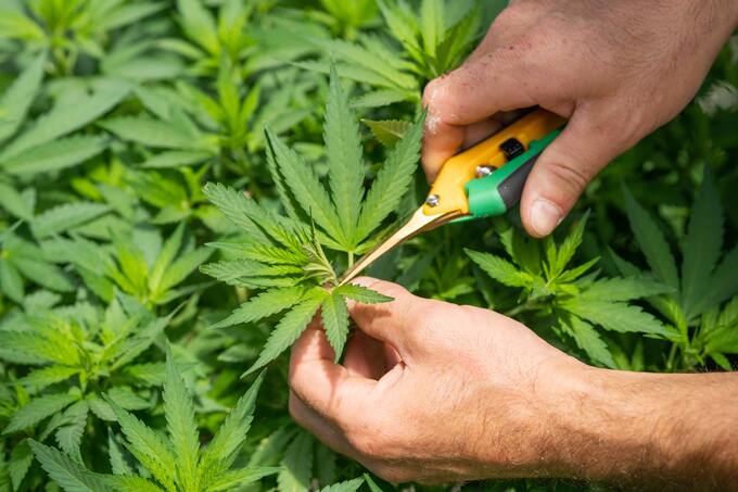 Cannabis news Cannabis news