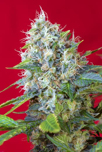 Cannabis news Cannabis news