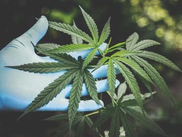 Cannabis Sustainability in Cultivation