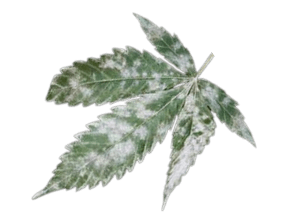 Types of Cannabis Plant Diseases