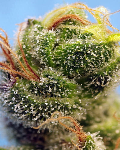 Cannabis news Cannabis news