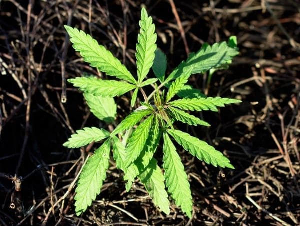 Grow Guides Grow Guides