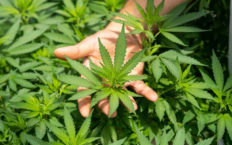 Grow Guides