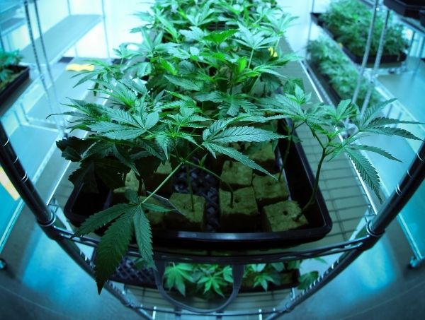 Low Stress Training (LST): Marijuana Growing Techniques Low Stress Training (LST): Marijuana Growing Techniques